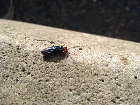 Imagem de Acantholyda erythrocephala (Linnaeus)