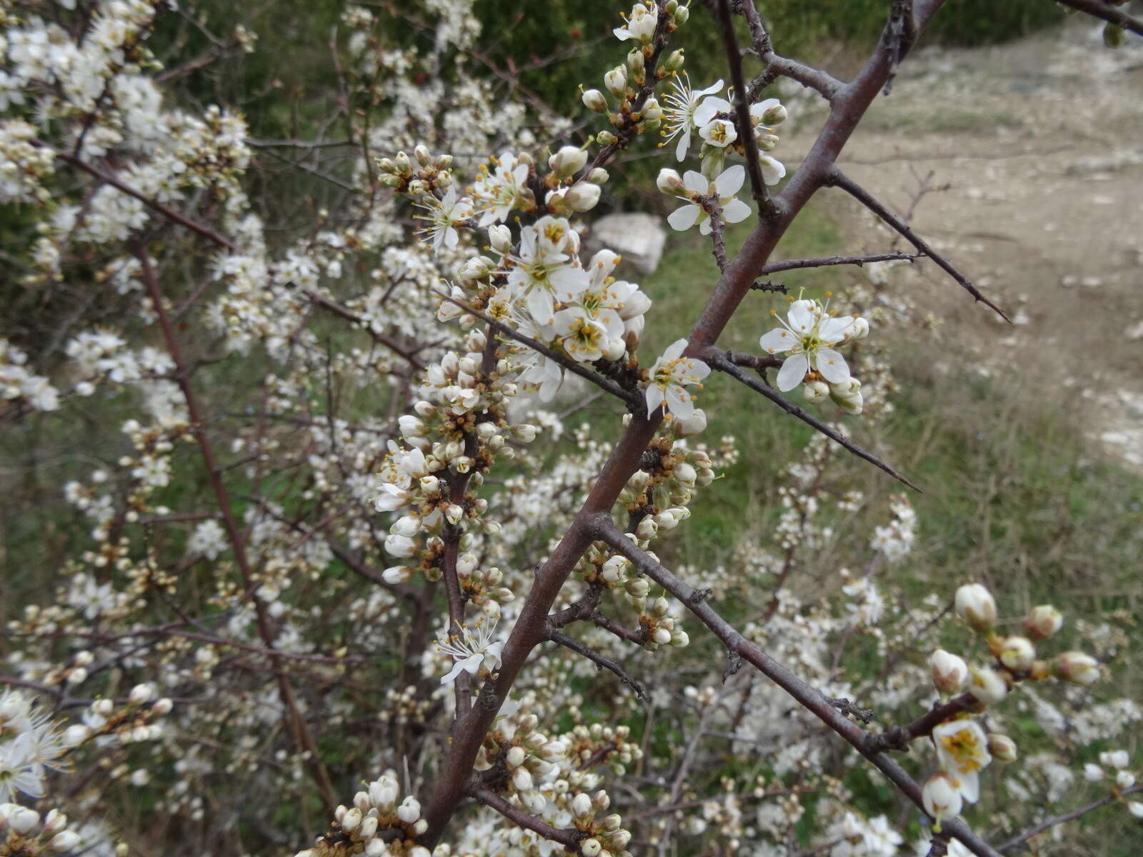 Image of Blackthorn