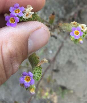 Image of shortlobe phacelia