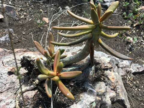 Image of Pachyphytum viride Walther