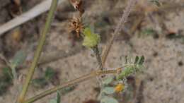 Sivun Kallstroemia californica (S. Wats.) Vail kuva