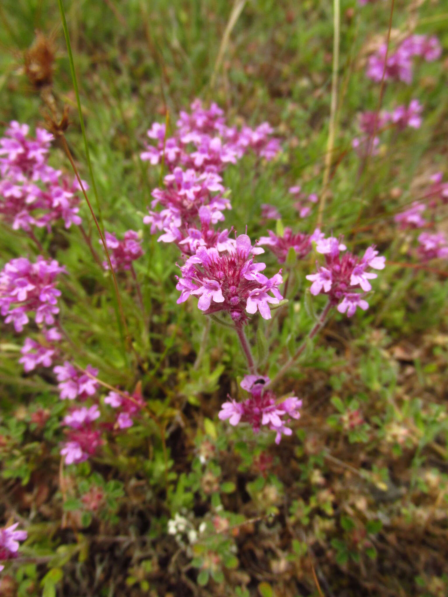 Image of Thymus markhotensis Maleev