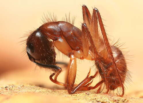 Image of Florida Carpenter Ant