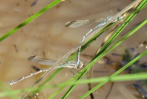 Image of Austrolestes aridus (Tillyard 1908)