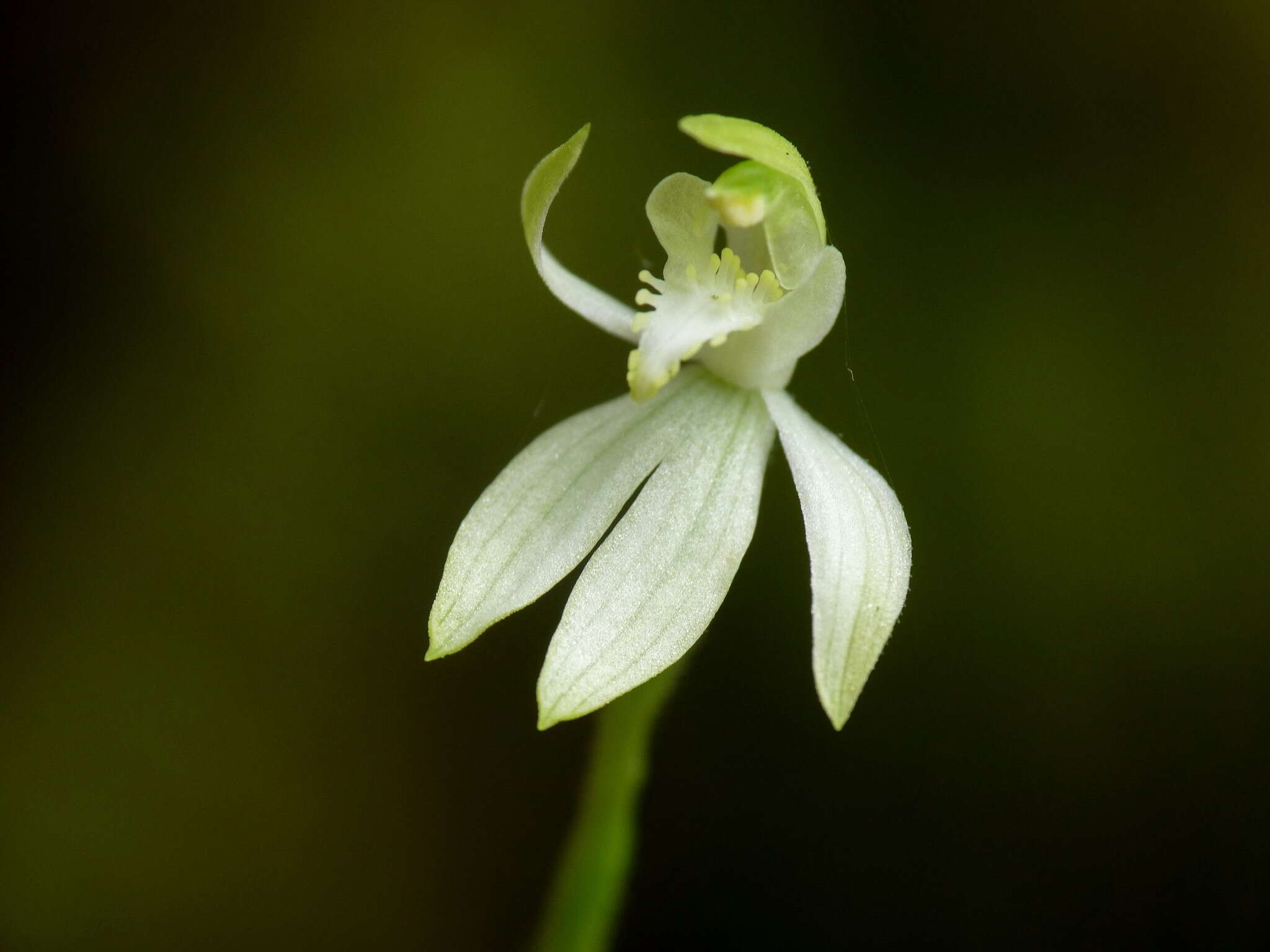 Caladenia nothofageti D. L. Jones, Molloy & M. A. Clem.的圖片