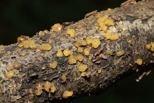 Image of Dacrymyces stillatus Nees 1816