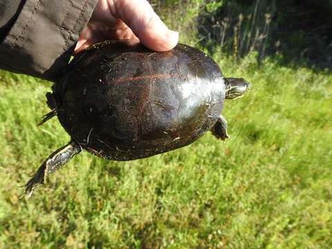 Image of Southern painted turtle