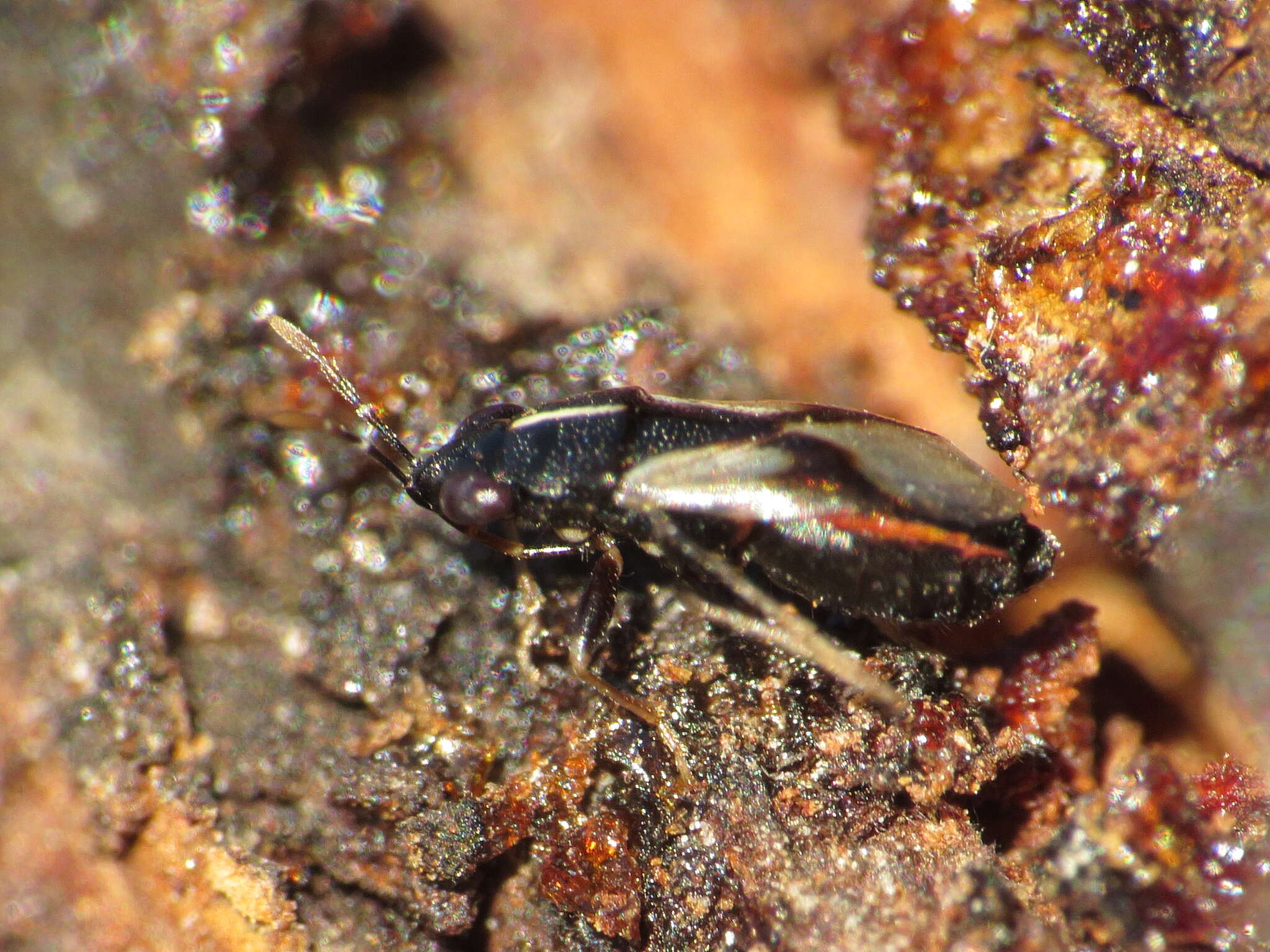 Image of Geocoris (Geocoris) lineolus (Rambur 1839)