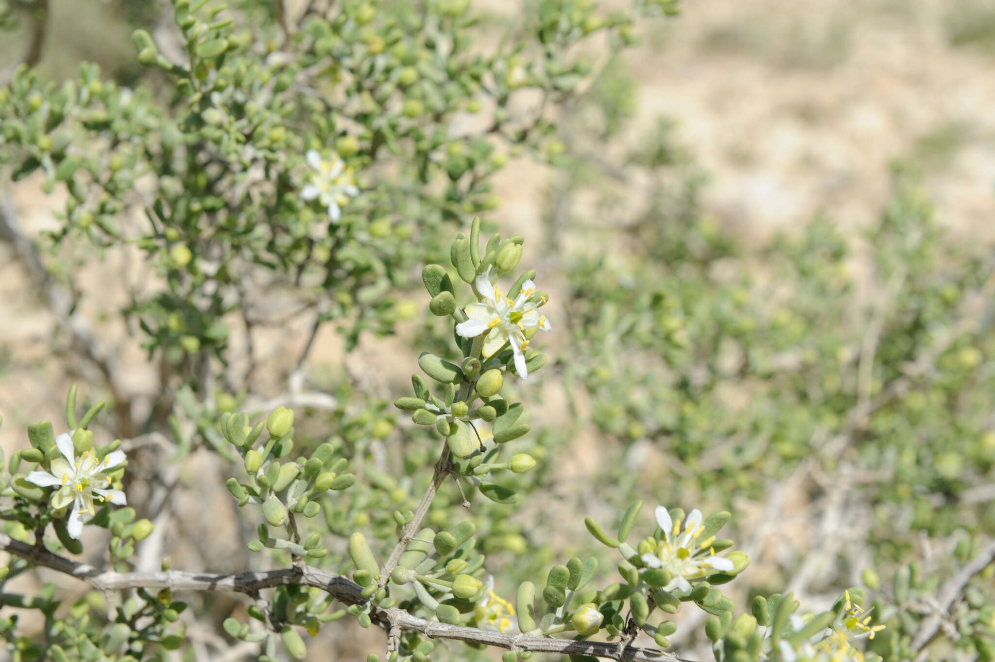 Image of Tetraena dumosa (Boiss.) Beier & Thulin