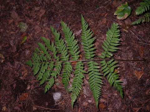 Image of Dryopteris goeringiana (G. Kunze) Koidz.