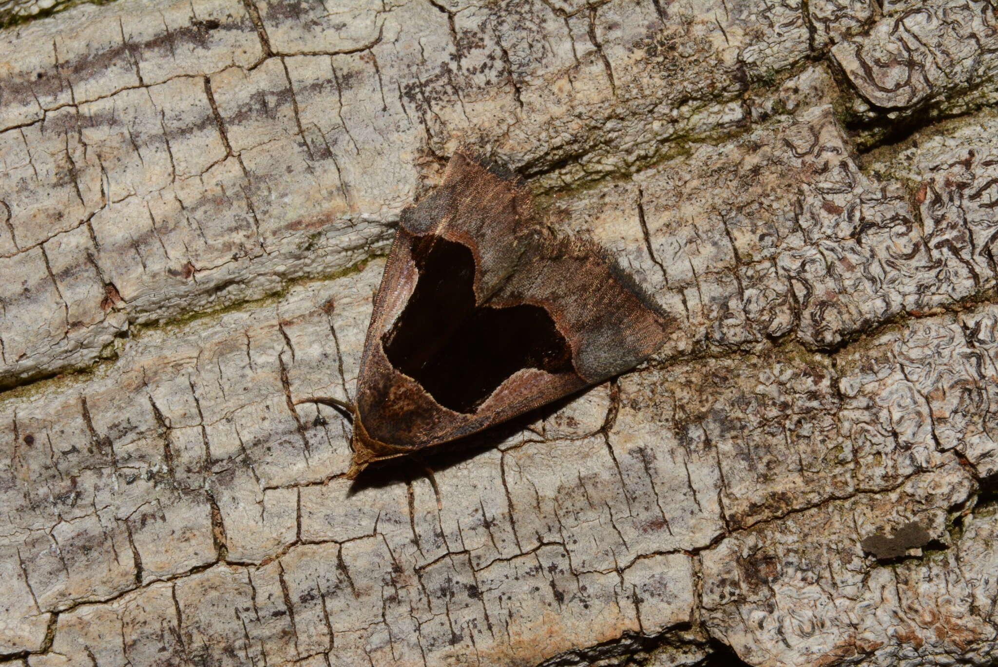 Image of Abacena accincta Felder 1874