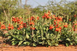 Imagem de Crossandra mucronata Lindau