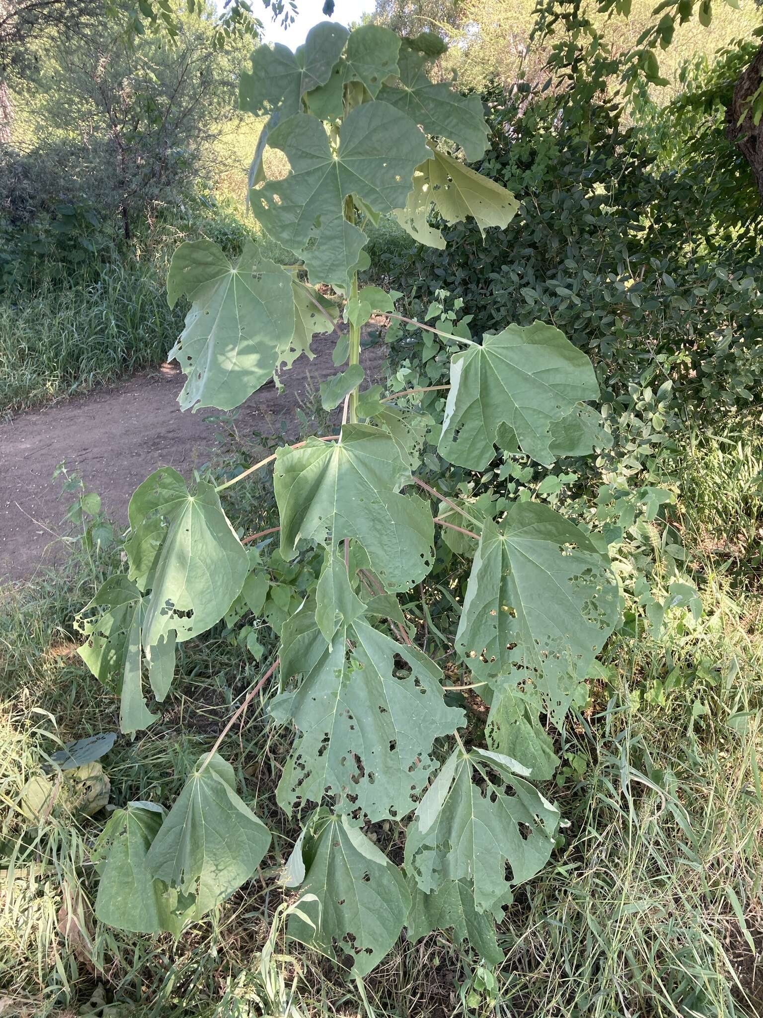 Image of Elephant's ear