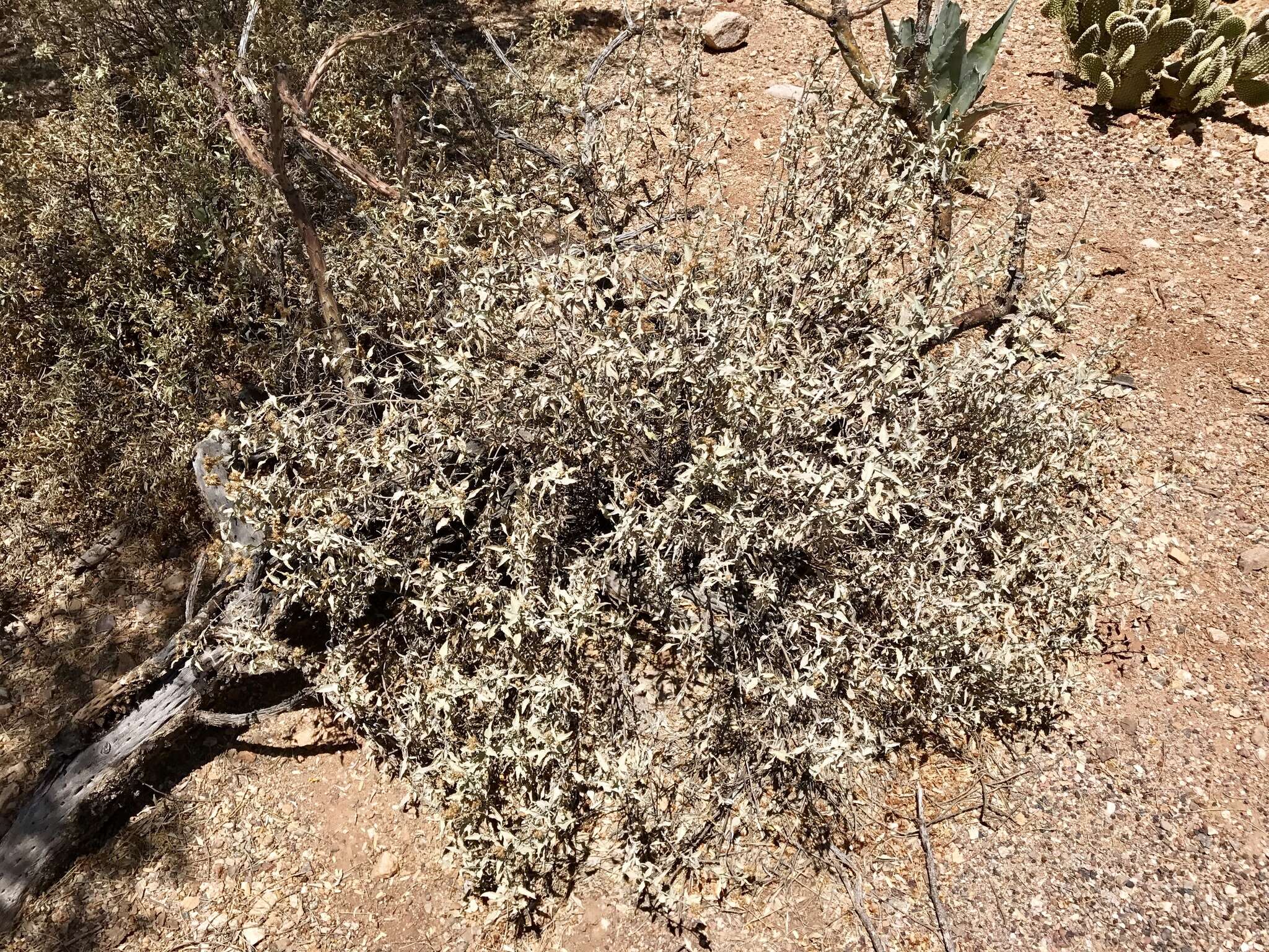 Image of triangle bur ragweed