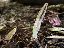 Pseudocolus garciae (Möller) Lloyd 1895的圖片