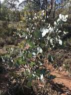 Image of Eucalyptus goniocalyx subsp. goniocalyx