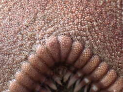 Image of Astropecten verrilli