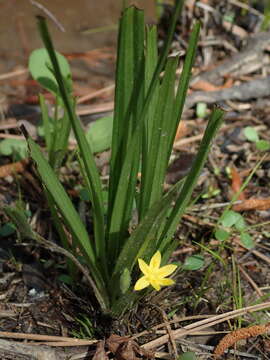 Image of Glossy-Seed Yellow Star-Grass