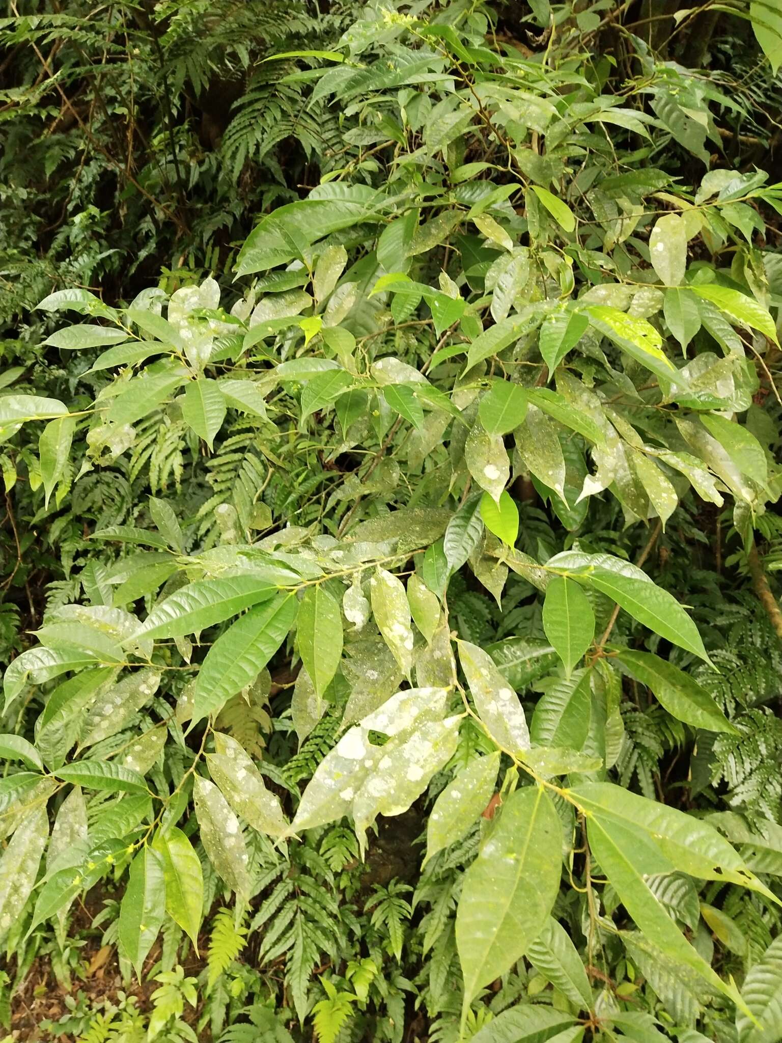 Image of Ficus nervosa Heyne ex Roth