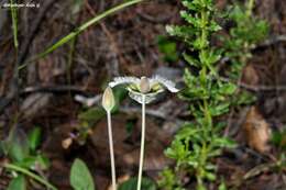 Image of <i>Calochortus ownbeyi</i>