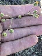 Potentilla crinita A. Gray resmi