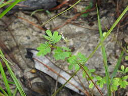 Imagem de Aeschynomene brevifolia Poir.