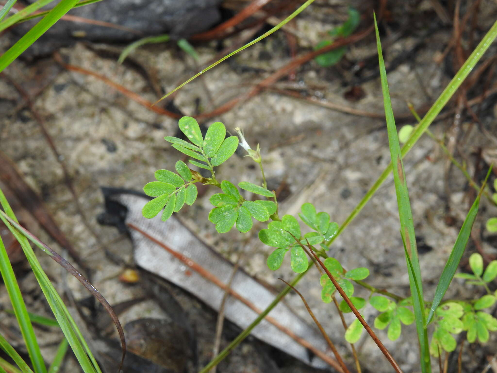 Imagem de Aeschynomene brevifolia Poir.