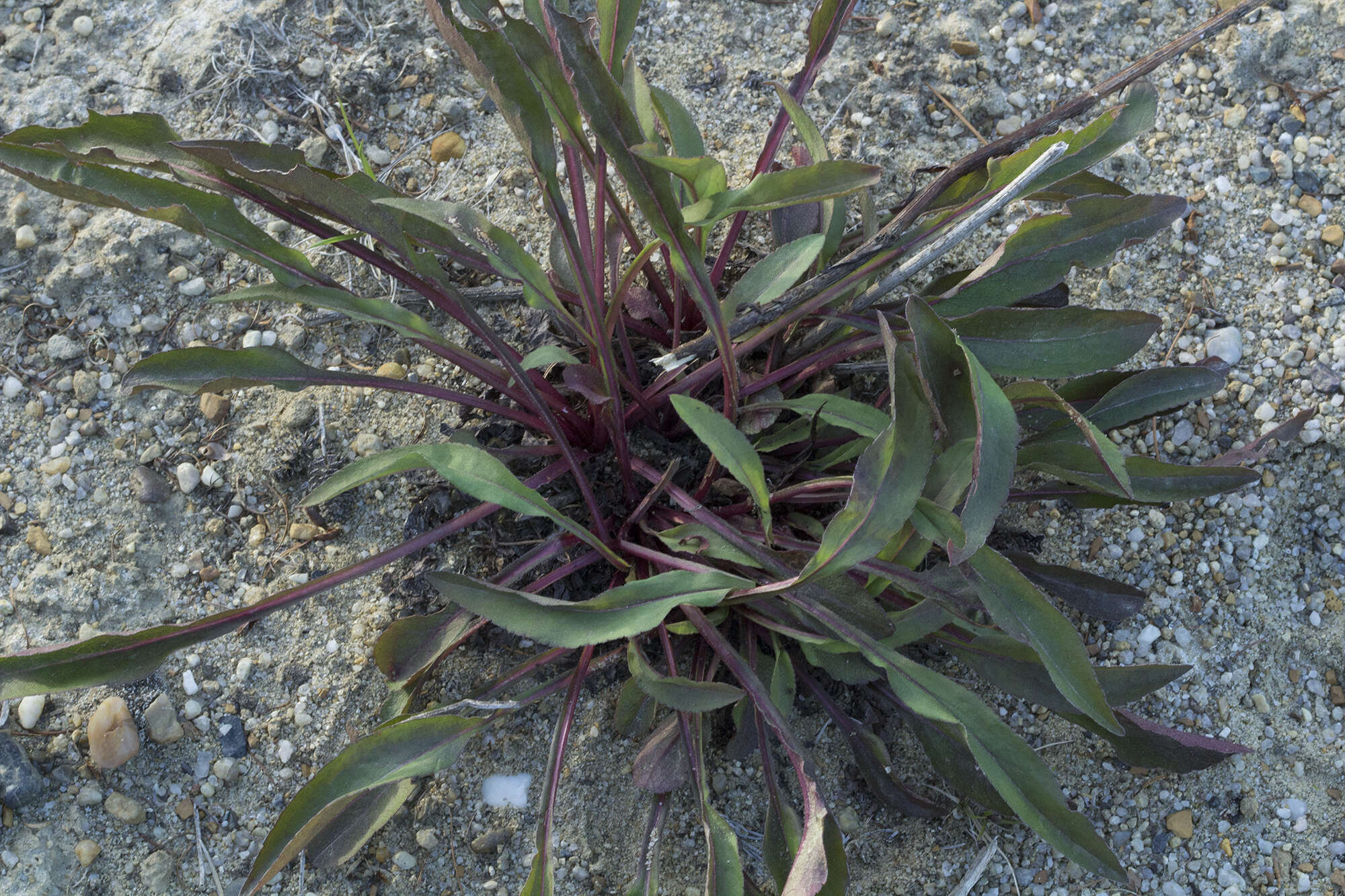 Image of Solidago spiraeifolia var. cuprea (Juz.) V. Yu. Barkalov