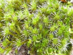 Image of campylopus moss