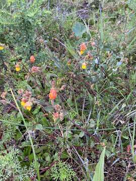 Plancia ëd Hermannia multiflora Jacq.