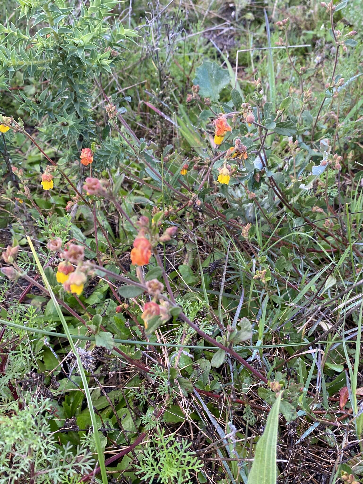 Image of Hermannia multiflora Jacq.