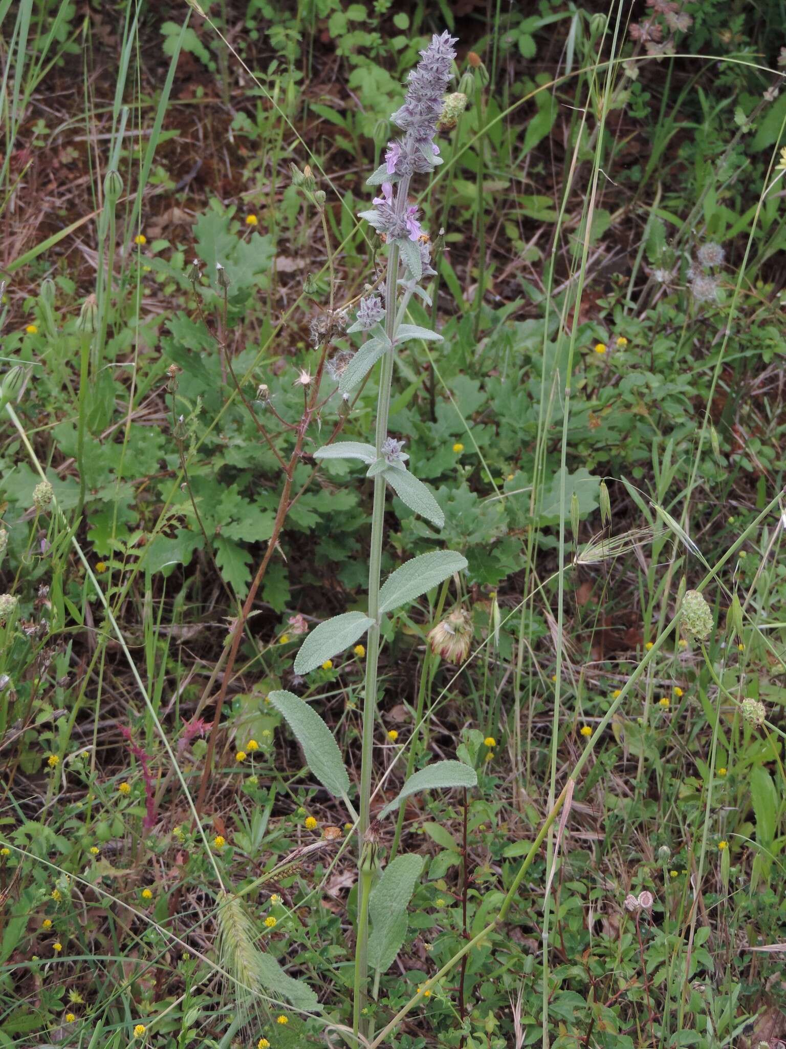 Image of Stachys cretica subsp. salviifolia (Ten.) Rech. fil.