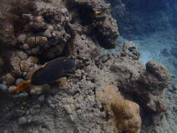 Image of Barred Filefish