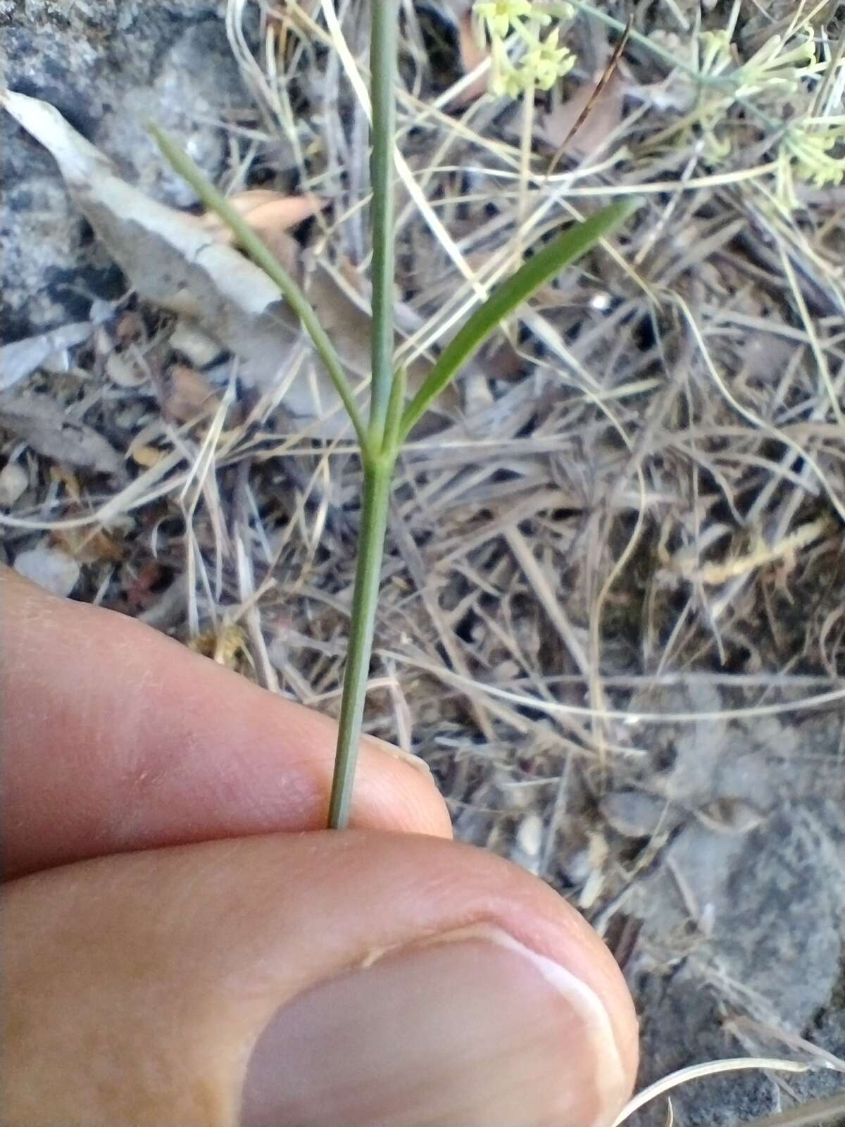 Image of Asperula aristata subsp. scabra Nyman