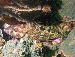 Слика од Epinephelus spilotoceps Schultz 1953