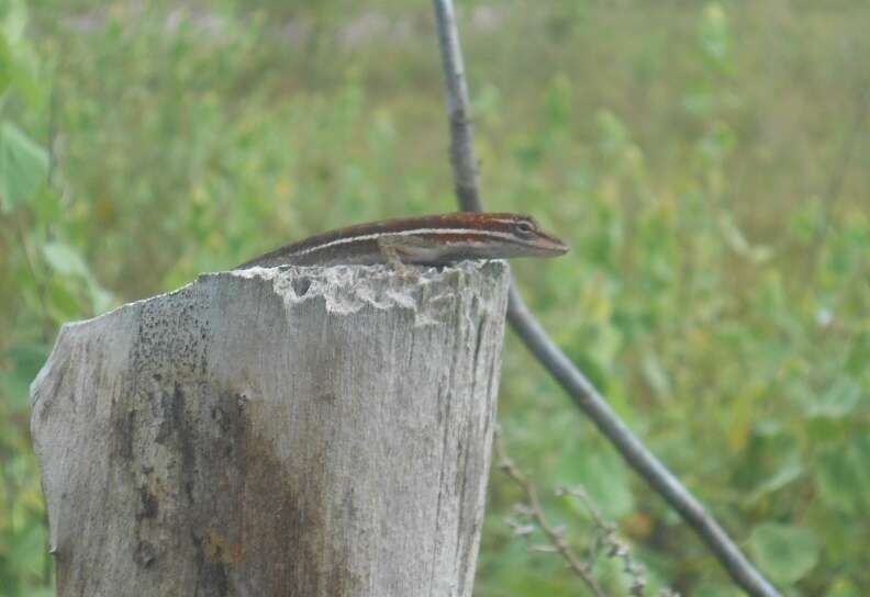 Image of Grass Anole