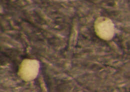 Image of Centropyxis constricta (Ehrenberg 1841) Penard 1890