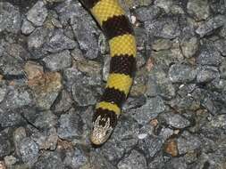 Image of Coastal Burrowing Snake