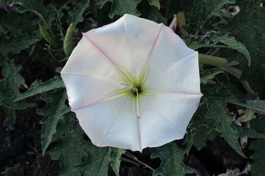 Imagem de Brugmansia ceratocaula (Jacq.) Court ex Gaede