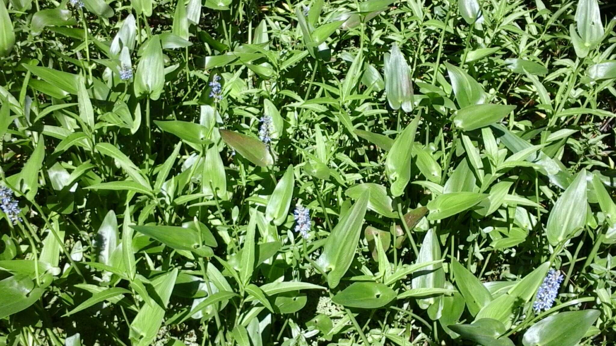 Image of pickerelweed