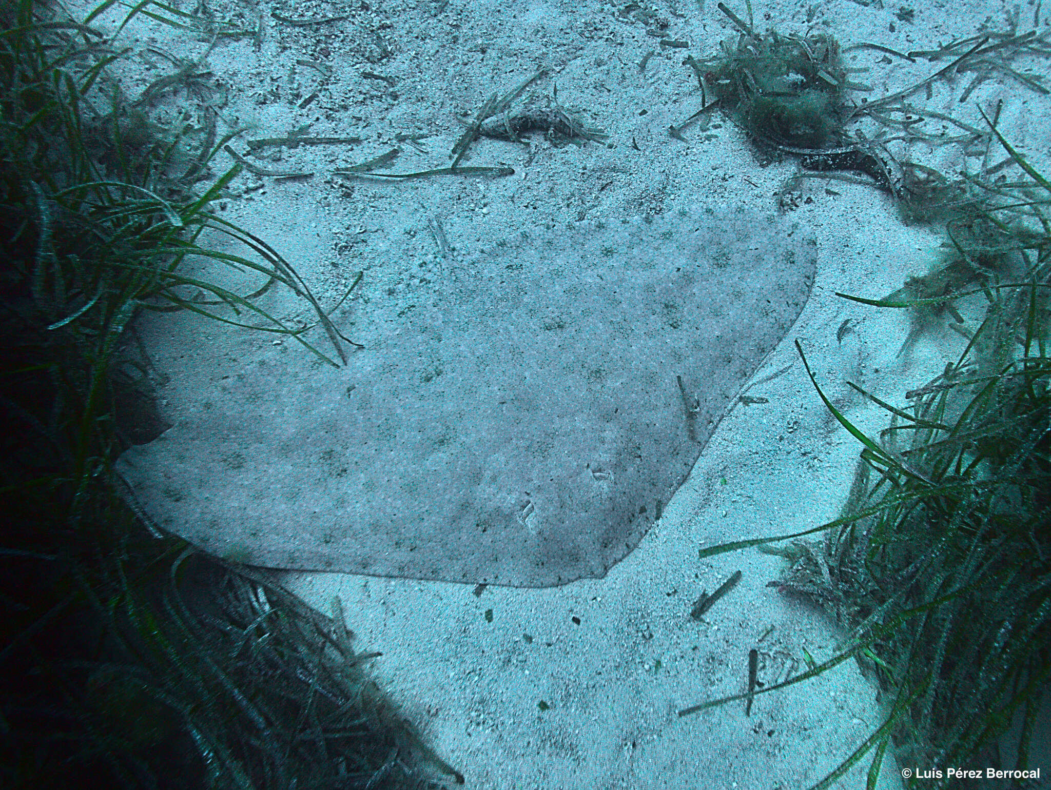 Image of Spiny Butterfly Ray