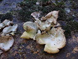 Image of hairy navel lichen