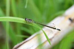 Image of Norfolk Damselfly