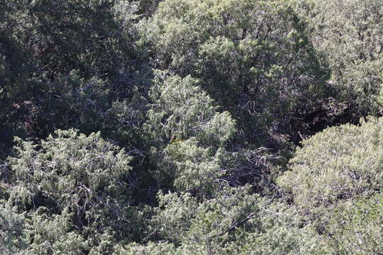 Image of Juniperus flaccida var. flaccida