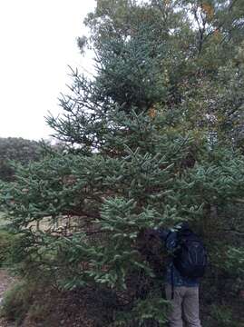 Image of Spanish Fir