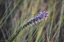 Image de Liatris carizzana (Gaiser) G. L. Nesom