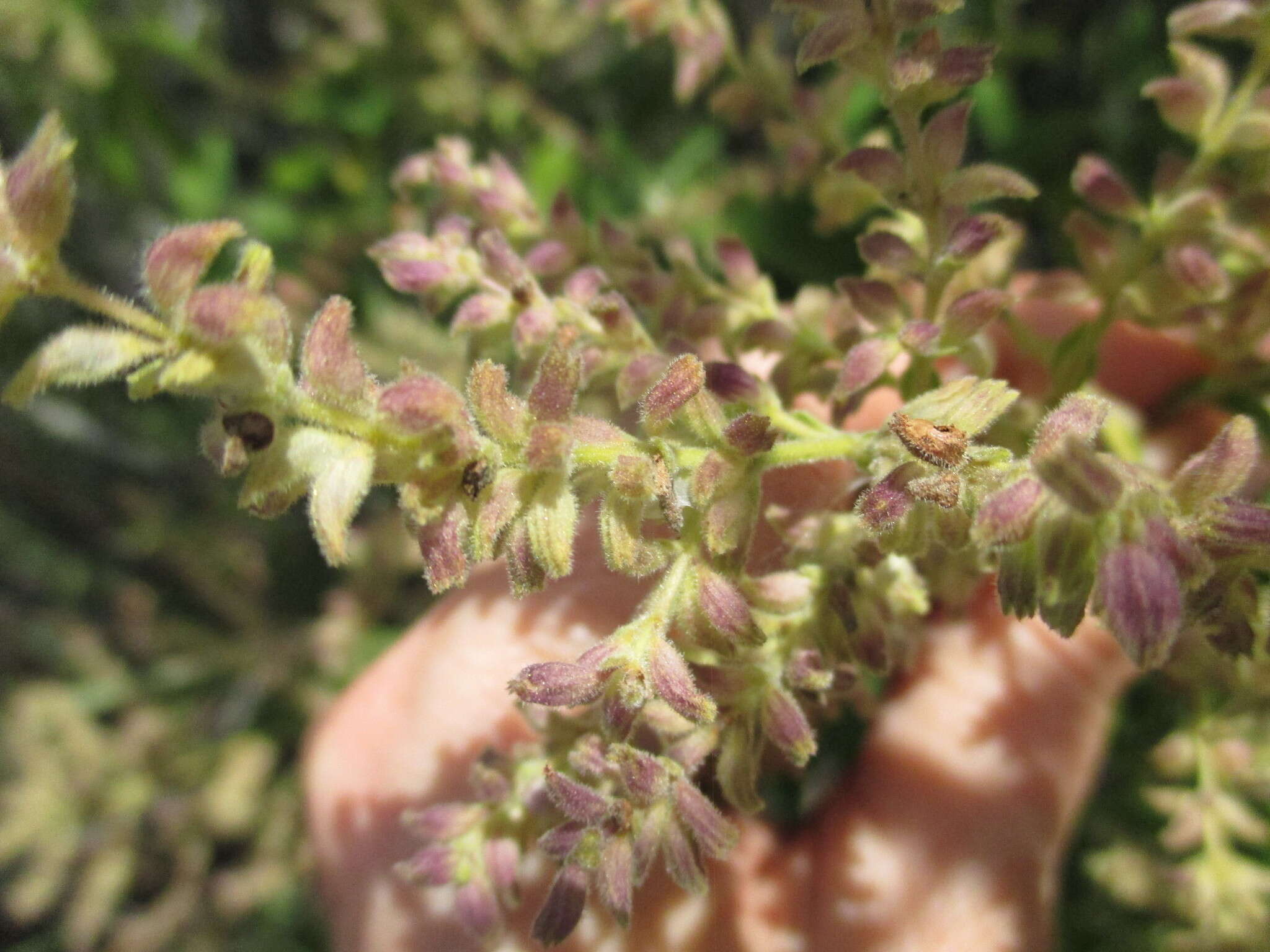 Image of Lepechinia dioica J. A. Hart