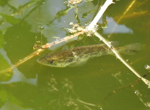 Image of Sacramento Perch