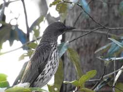 Image of Olive-backed Oriole