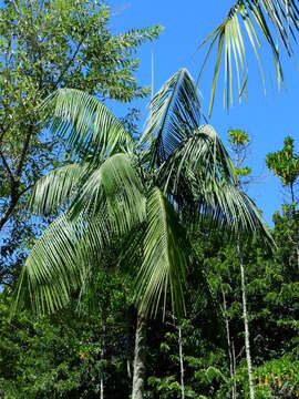 Image of Assai palm